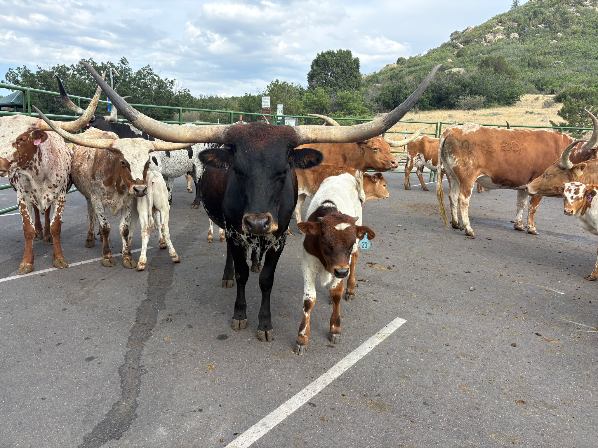 The longhorn herd staged before the Western Heritage Cattle Drive, a large black bull with sweeping horns front and center beside a calf, with the hills of Castle Rock behind